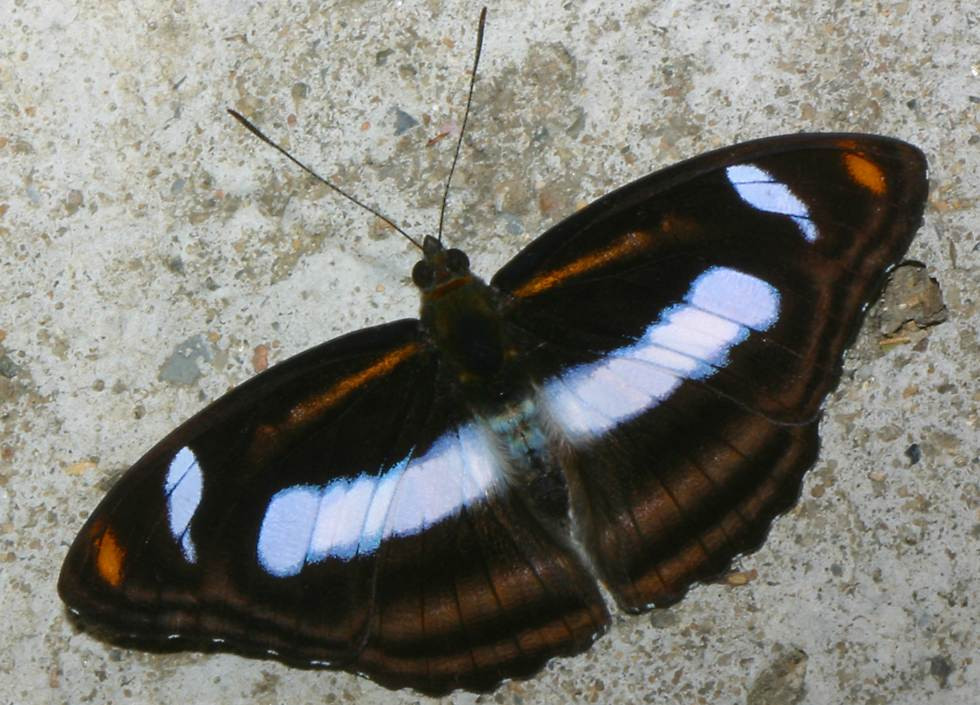 Bướm thượng sỹ cam vàng (Athyma cama) có màu sắc tương phản thú vị ở mặt trên cánh. Ảnh: Richard-seaman.com.