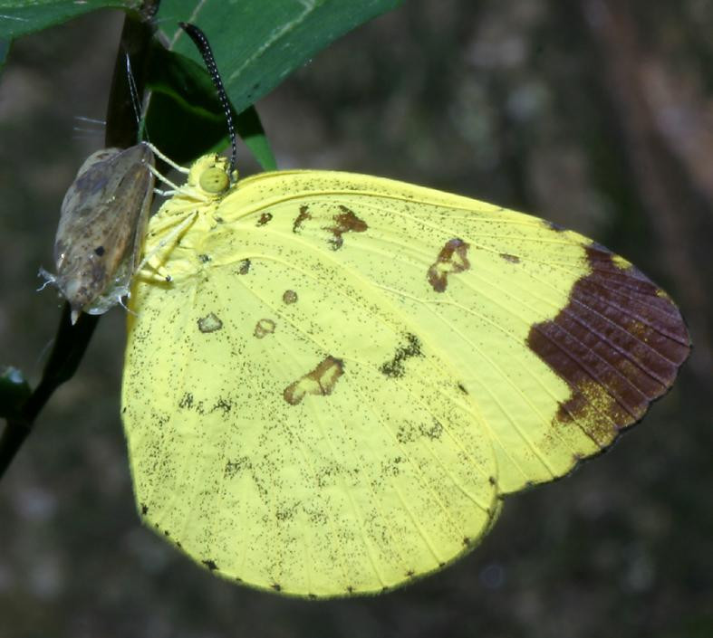 Một chú bướm thuộc họ Pieridae, gồm các loài bướm màu trắng vàng, nổi tiếng với ấu trùng chuyên phá ăn các cây họ Cải. Ảnh: Richard-seaman.com.