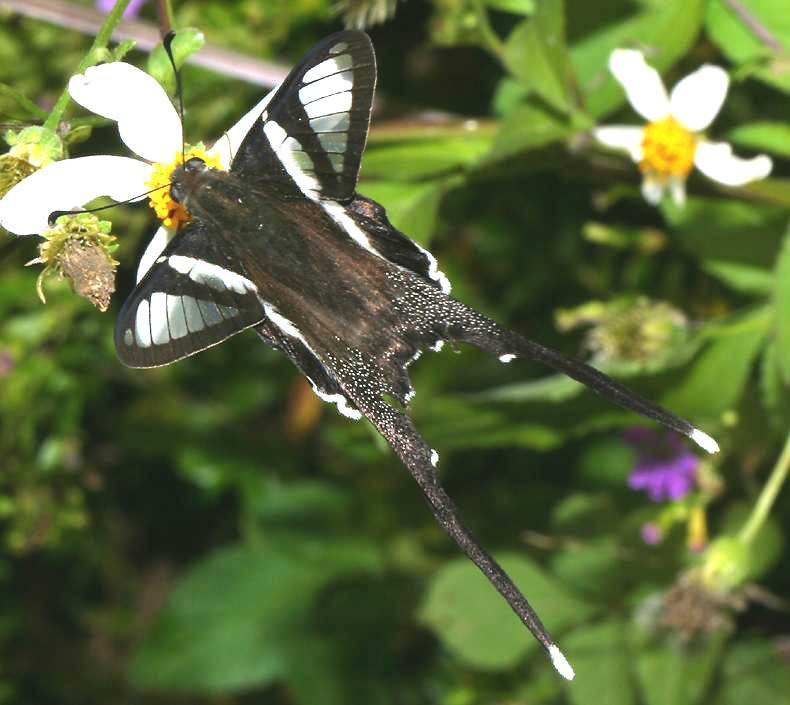 Chú bướm có cái đuôi dài ấn tượng này thuộc loài bướm phượng cánh đuôi nheo (Lamproptera curius), có thế bắt gặp nhiều ở VQG Bạch Mã. Ảnh: Richard-seaman.com.