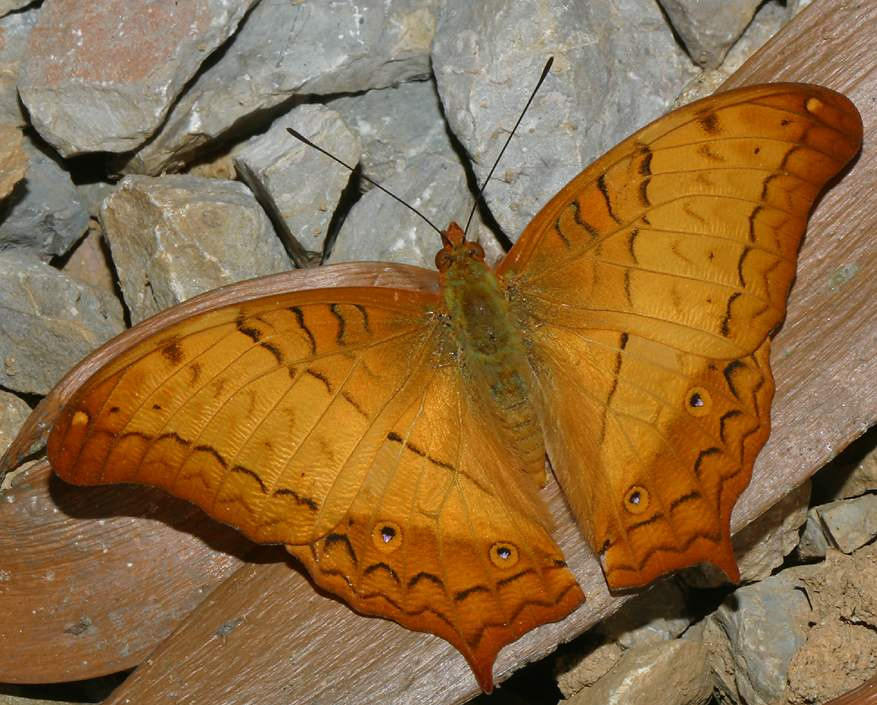 Một chú bướm giáp lớn (Vindula erota) sưởi nắng ở VQG Cúc Phương, Ninh Bình. Ảnh: Richard-seaman.com.