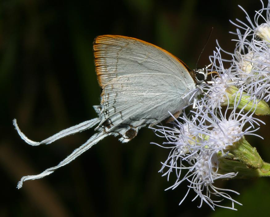 Dáng vẻ lộng lẫy của một chú bướm cỏ hoàng đế thường (Cheritra freja). Ảnh: Richard-seaman.com.