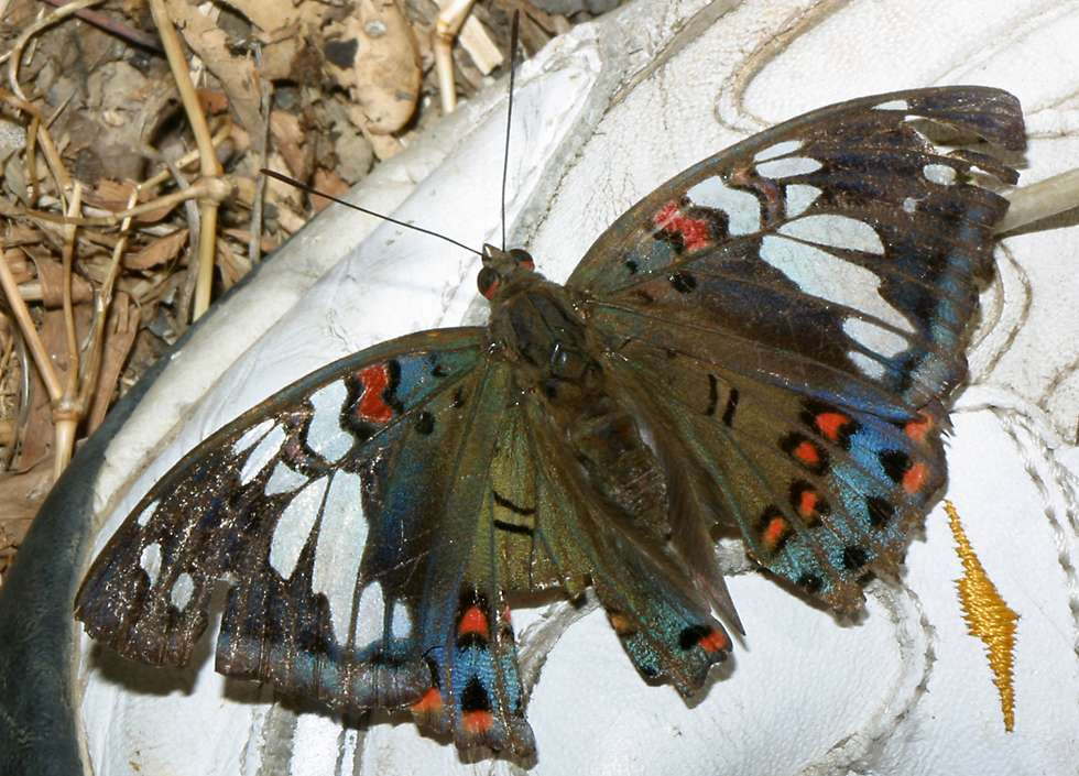 Bướm nam tước lòe loẹt (Euthalia lubentina) có bộ cánh giống như một tác phẩm hội họa trừu tượng. Ảnh: Richard-seaman.com.