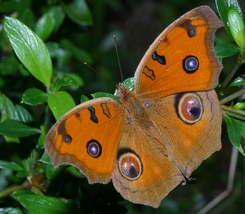 Bướm hoa đuôi công (Junonia almana) có đốm mắt to ở mặt trên cánh. Hình chụp tại khu vườn ở lăng Minh Mạng, Huế. Ảnh: Richard-seaman.com.