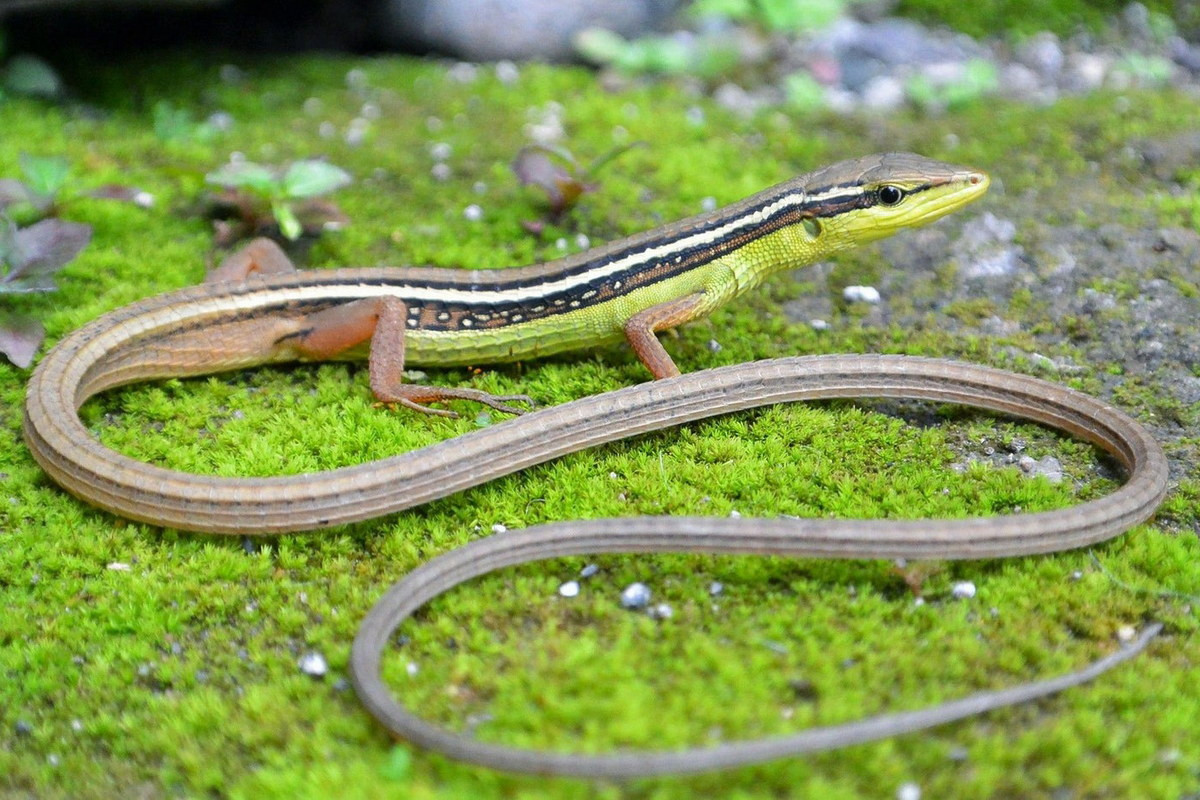 10. Liu điu chỉ (Takydromus sexilineatus) dài 30-50 cm, được ghi nhận từ các tỉnh miền núi phía Bắc cho đến vùng Đông Nam Bộ. Loài thằn lằn này có đuôi dài gấp 6 lần thân.