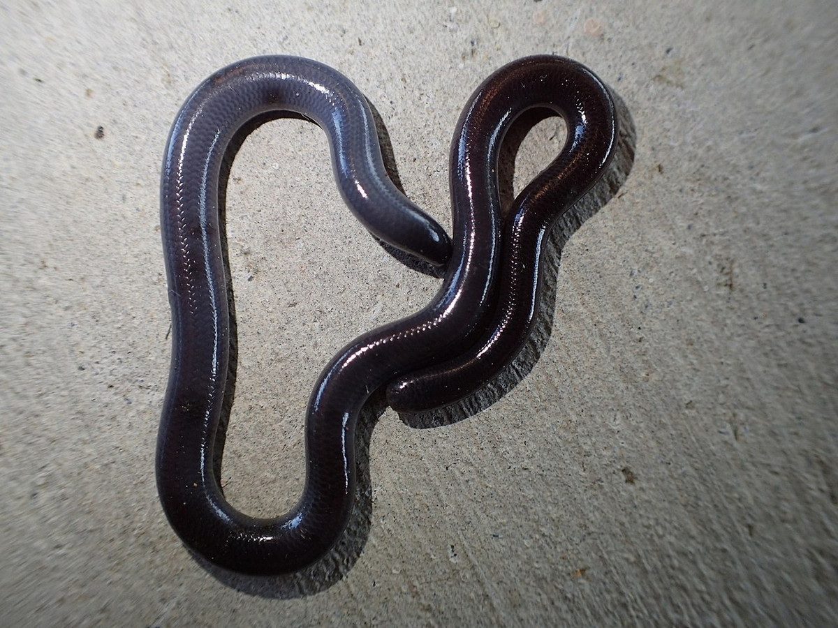 11. Rắn giun (Ramphotyphlops braminus) dài không quá 23 cm, hiện diện khắp ba miền Việt Nam, kể cả ở các thành phố lớn như Hà Nội và TP HCM. Chúng có bề ngoài rất giống giun đất với đầu và đuôi tròn, da màu tối, bóng nhẫy.