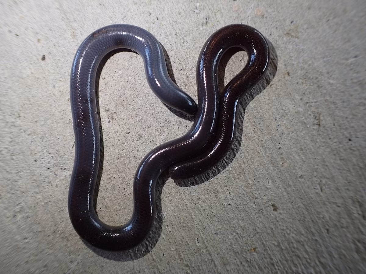 11. Rắn giun (Ramphotyphlops braminus) dài không quá 23 cm, hiện diện khắp ba miền Việt Nam, kể cả ở các thành phố lớn như Hà Nội và TP HCM. Chúng có bề ngoài rất giống giun đất với đầu và đuôi tròn, da màu tối, bóng nhẫy.