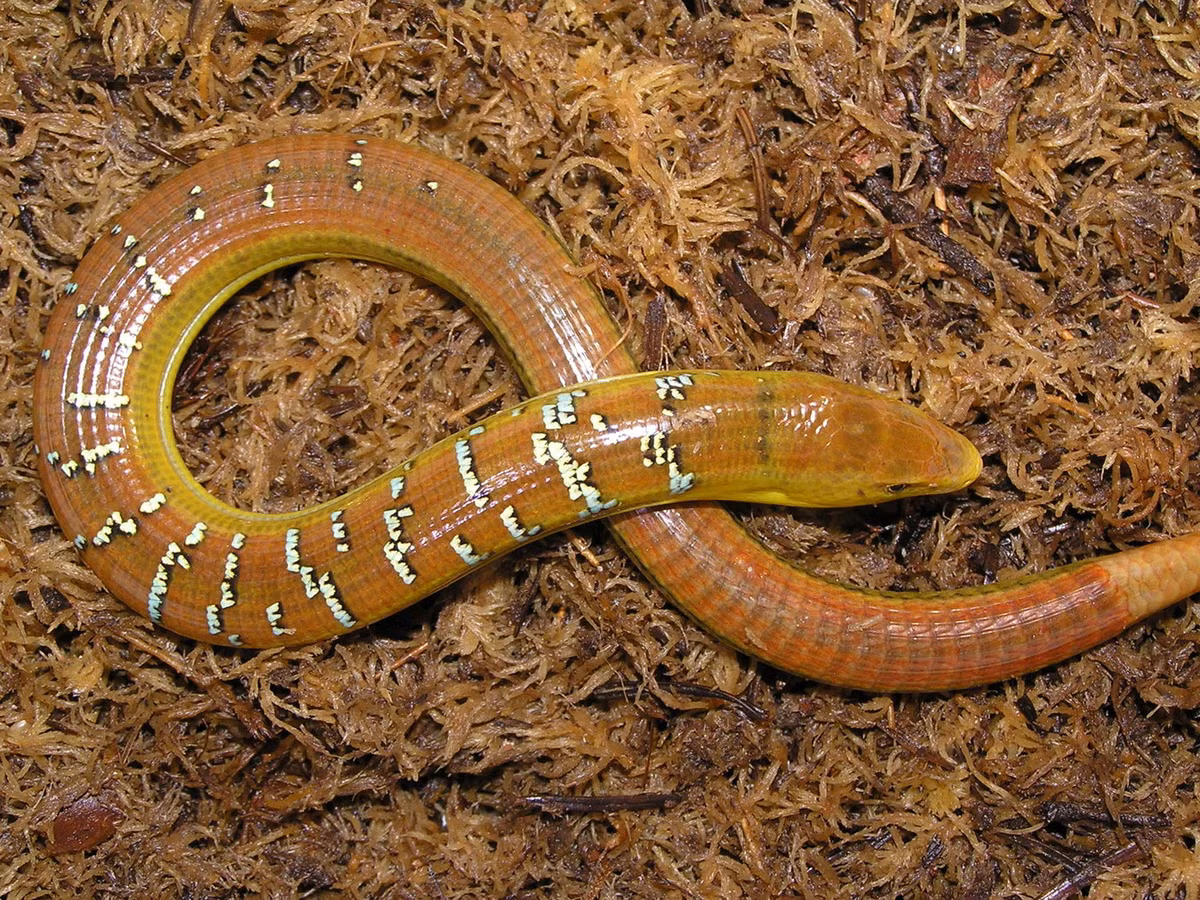 6. Thằn lằn rắn Hart (Dopasia harti) dài khoảng 30 cm, được ghi nhận ở vùng núi cao phía bắc Việt Nam. Dù là thằn lằn nhưng loài bò sát này hoàn toàn không có chân nên thường bị nhầm với rắn.