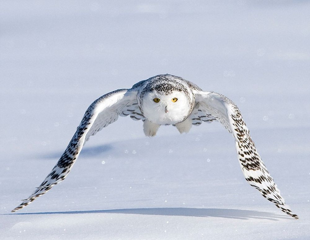 Nhung loai dong vat co kha nang doi sang mau trang vao mua dong-Hinh-5