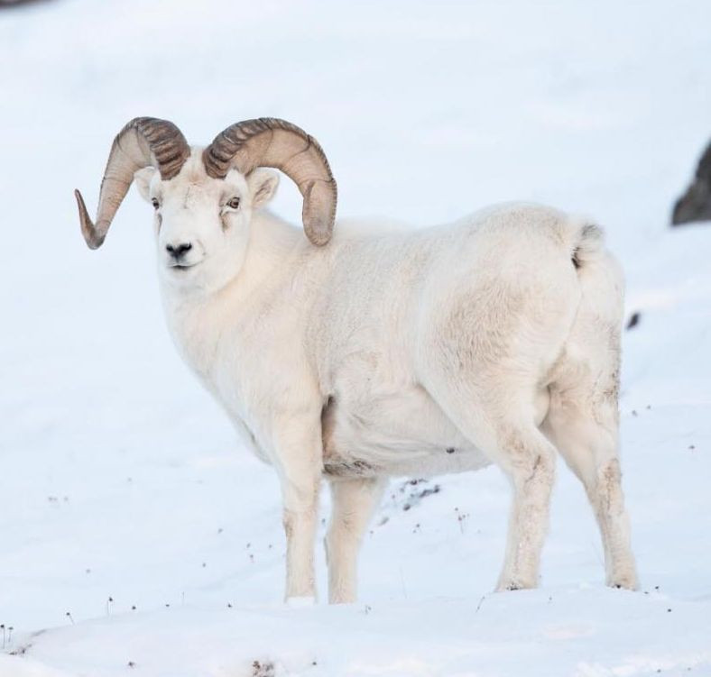 Nhung loai dong vat co kha nang doi sang mau trang vao mua dong-Hinh-7