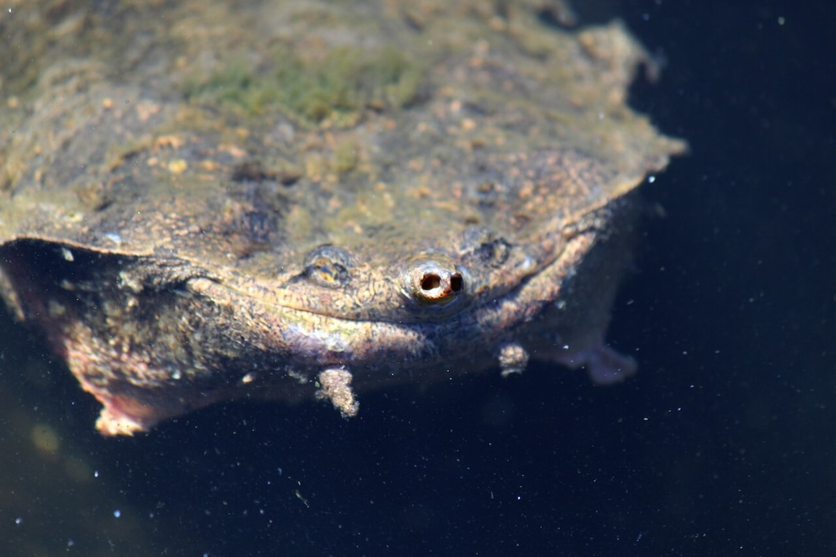 Trong tự nhiên, loài rùa này sinh sống ở các dòng suối chảy chậm, vũng nước đọng và đầm lầy. Chúng thích đứng ở vùng nước nông, nơi cái mõm có thể chạm tới bề mặt nước để thở. Ảnh: Honolulu Zoo.