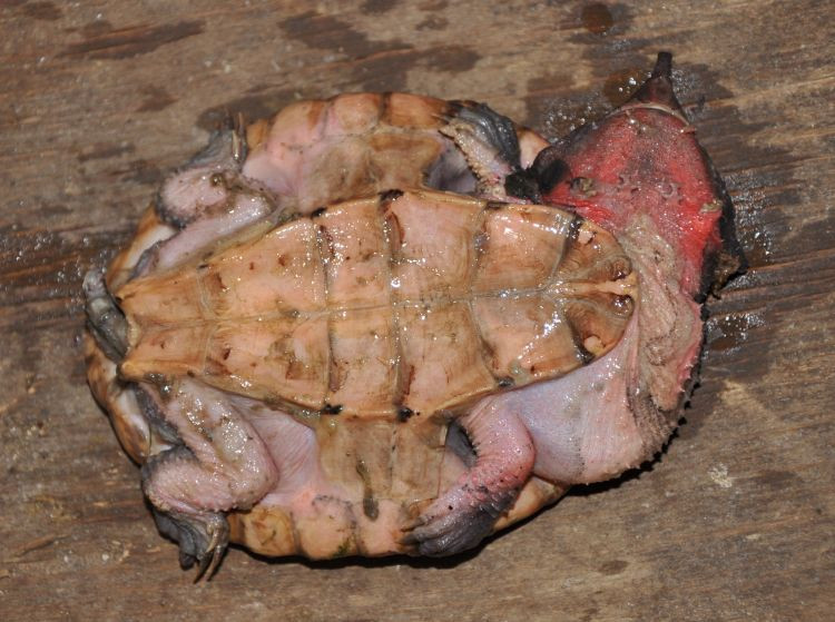 Tấm yếm của rùa mata mata được nhỏ, thu hẹp, không có bản lề, rút ngắn về phía trước và khía sâu ở phía sau với những khớp nối hẹp. Ảnh: Biolib.cz.