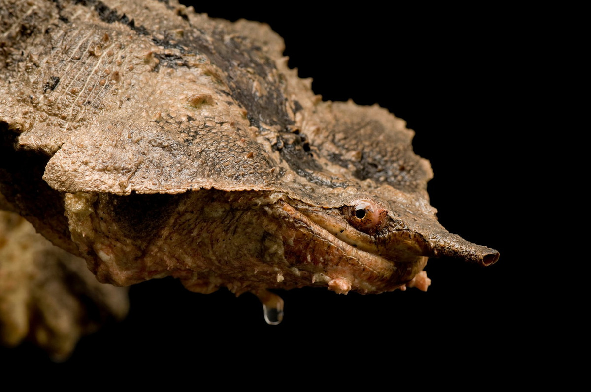 Ngoài cá, rùa mata mata cũng ăn động vật không xương sống sống dưới nước (giun, trai, giáp xác, côn trùng...) và trong một số trường hợp hiếm hơn chúng xơi cả chim nhỏ, ếch nhái hoặc động vật có vú nhỏ rơi xuống nước. Ảnh: Joel Sartore.