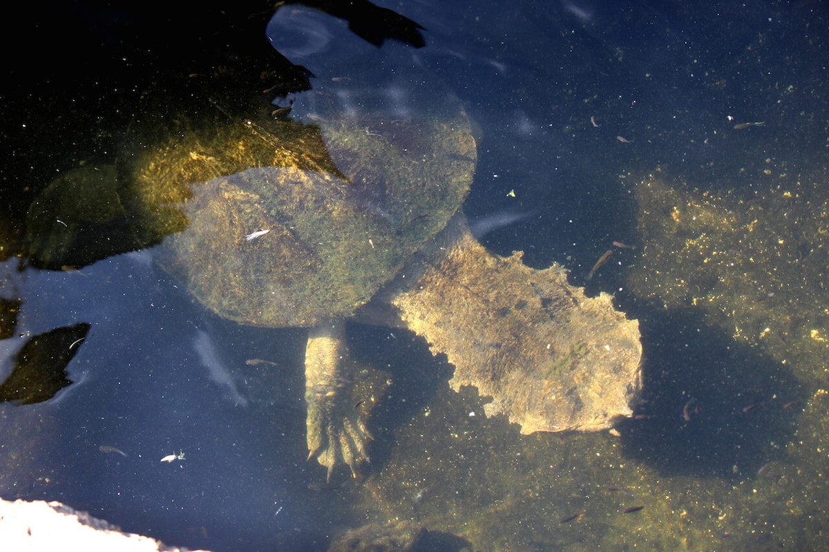 Diện mạo kỳ dị của rùa mata mata là kết quả của qua trình tiến hóa lâu dài, giúp chúng có khả năng ngụy trang ưu việt với cái mai giống vỏ cây, cái đầu giống lá rụng khi nhìn từ trên xuống. Ảnh: Honolulu Zoo.