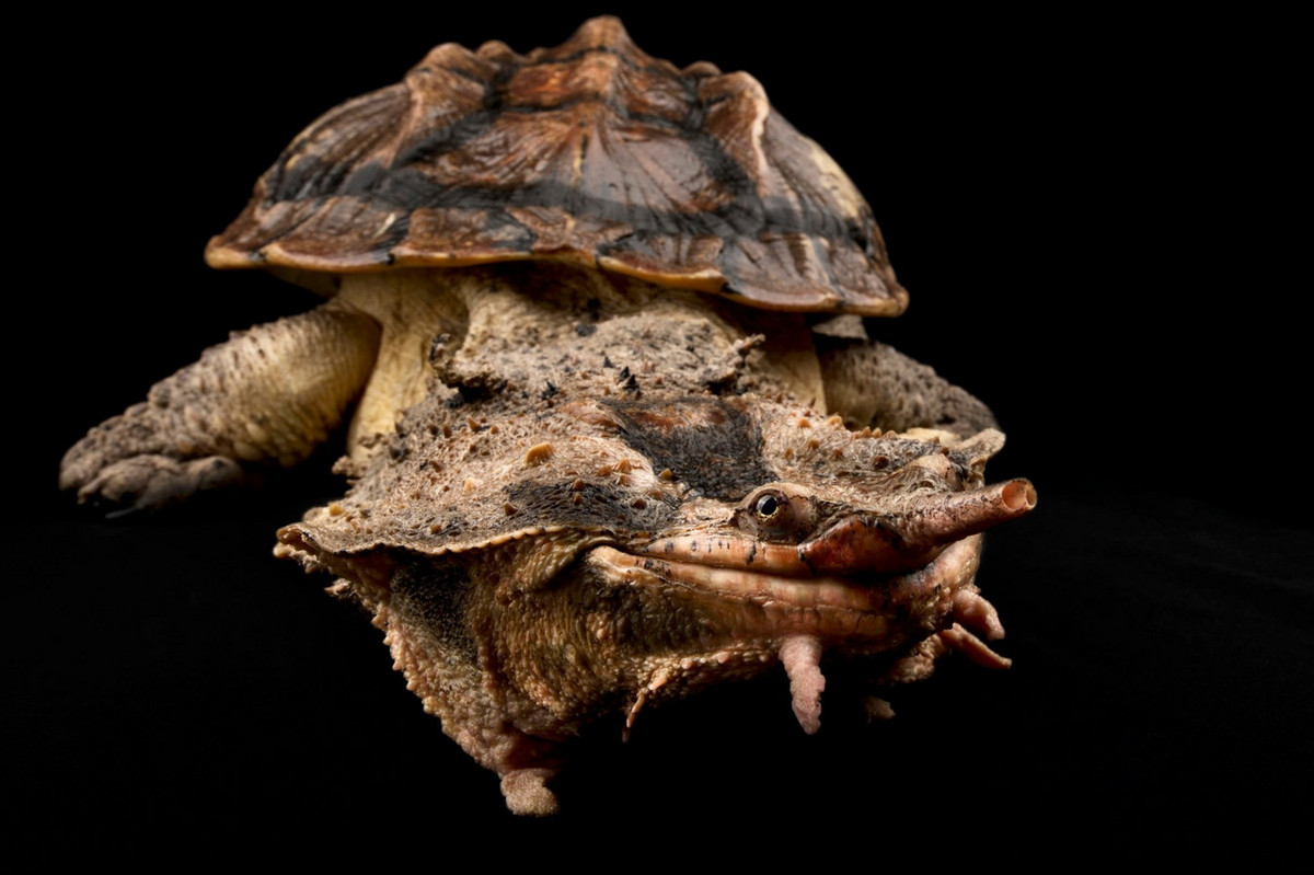 Khi những con cá có kích cỡ phù hợp đến gần, rùa sẽ nhô đầu ra và há miệng rộng hết mức có thể, tạo ra môi trường chân không áp suất thấp để hút con mồi vào miệng. Ảnh: Reptiles4all.