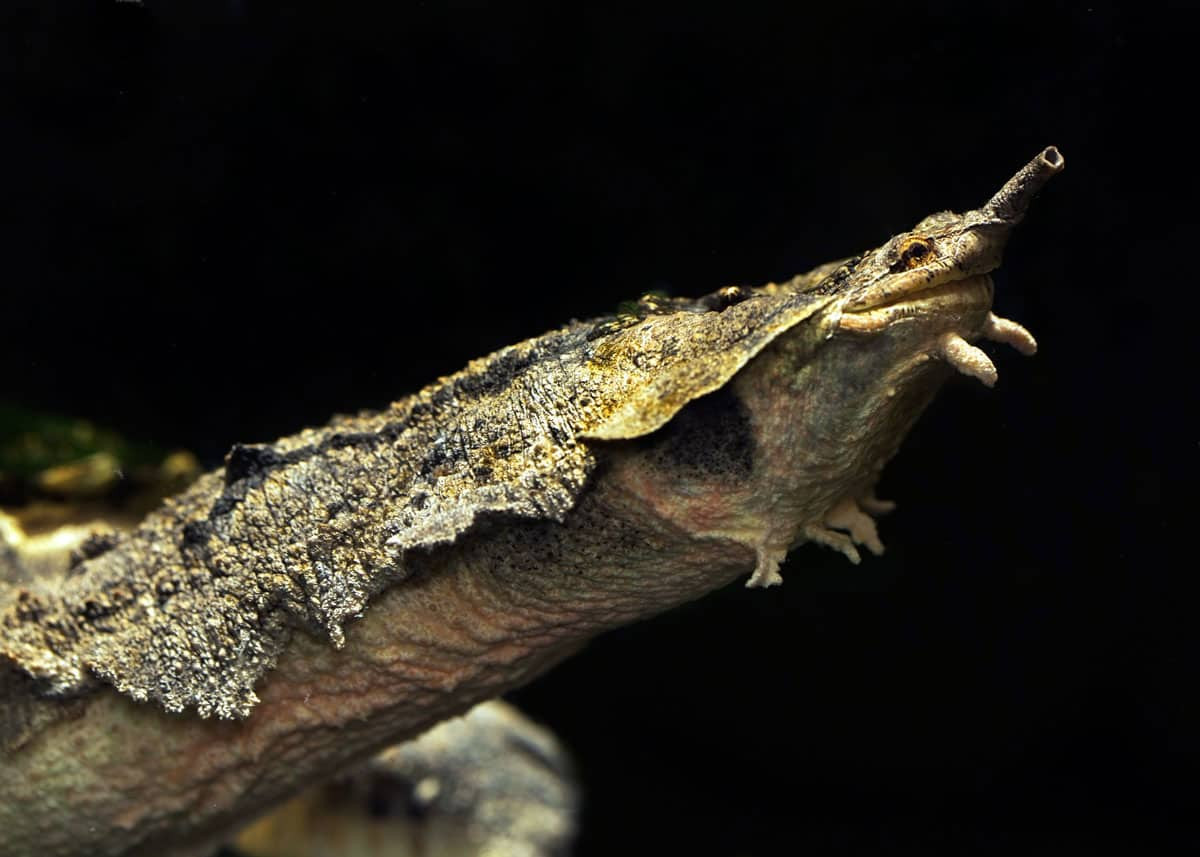 Rùa mata mata dành phần lớn thời gian trong ngày bất động, hòa mình vào thảm thực vật xung quanh để chờ cơ hội kiếm ăn. Ảnh: Everywhere Wild.