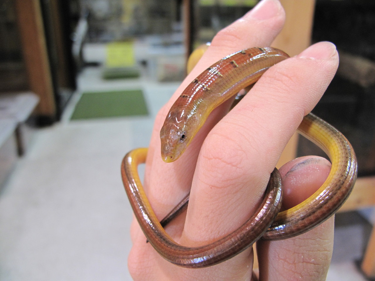 Trong Sách Đỏ IUCN, thằn lằn rắn Hart được xếp vào nhóm loài Ít quan tâm. Ảnh: ライブドアブログ.