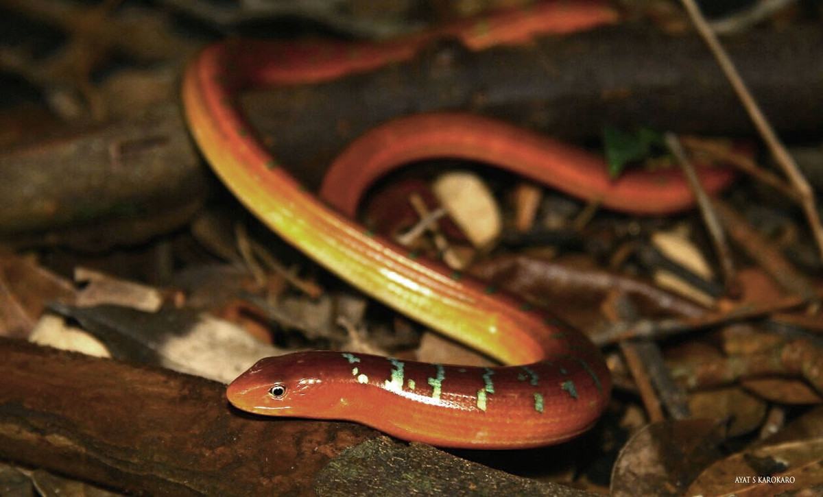 Một cách tự vệ khác là khi bị tóm hoặc bị tác động mạnh lên cơ thể, thằn lằn sẽ giả chết đế đánh lừa kẻ săn mồi và tìm cách thoát thân khi thấy có cơ hội. Ảnh: Mongabay.