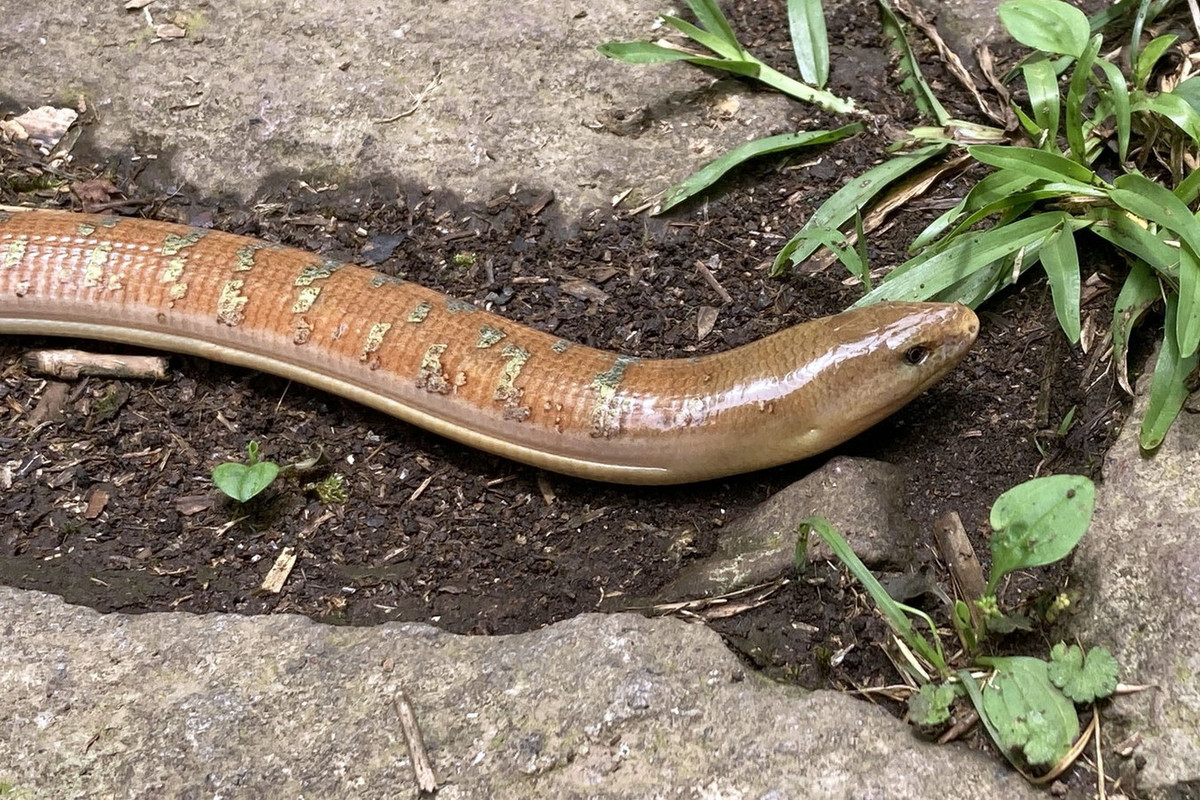 Do không có chân, thằn lằn rắn Hart có lối di chuyển giống như rắn và thường bị nhầm tưởng là rắn. Đặc điểm để xác định chúng là thằn lằn nằm ở hình dạng đầu, mí mắt có thể cử động được và lỗ tai ngoài. Ảnh: iNaturalist.