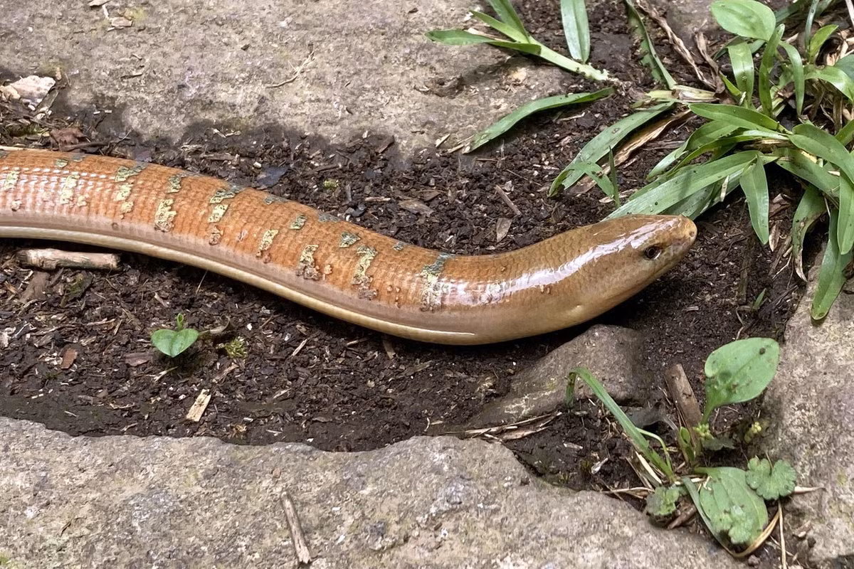 Do không có chân, thằn lằn rắn Hart có lối di chuyển giống như rắn và thường bị nhầm tưởng là rắn. Đặc điểm để xác định chúng là thằn lằn nằm ở hình dạng đầu, mí mắt có thể cử động được và lỗ tai ngoài. Ảnh: iNaturalist.