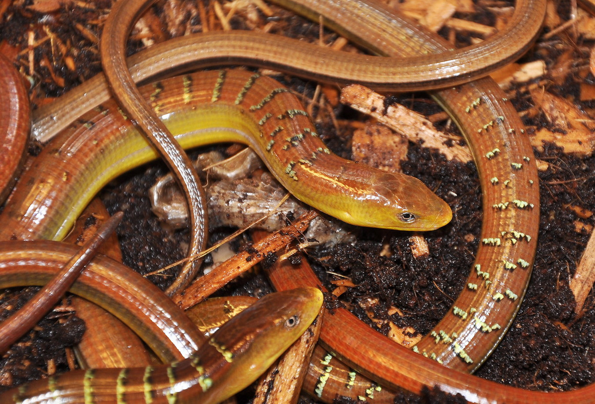 Loài thằn lằn không chân này thường điều tiết thân nhiệt bằng cách sưởi nắng trên các tảng đá, thân cây mục. Thức ăn của nó chủ yếu là côn trùng sống trong khu vực phân bố. Ảnh: BioLib.cz.