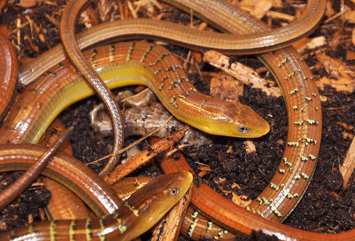 Loài thằn lằn không chân này thường điều tiết thân nhiệt bằng cách sưởi nắng trên các tảng đá, thân cây mục. Thức ăn của nó chủ yếu là côn trùng sống trong khu vực phân bố. Ảnh: BioLib.cz.