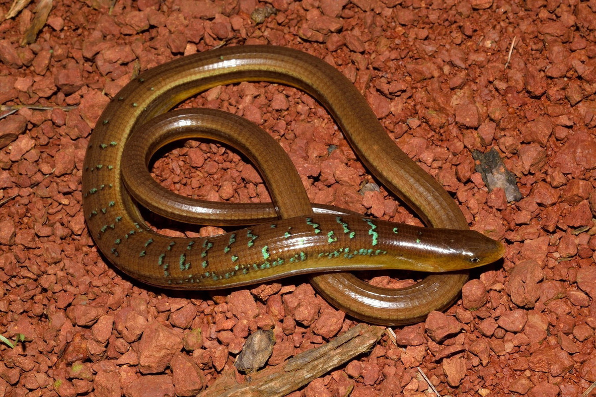 Là loài lớn nhất trong chi Ophisaurus, loài thằn lằn này có chiều dài từ mút mõm đến lỗ huyệt đạt đến 27 cm. Mặt bụng của chúng có màu vàng, mặt lưng nâu đó có các sọc trắng đen. Ảnh: iNaturalist.