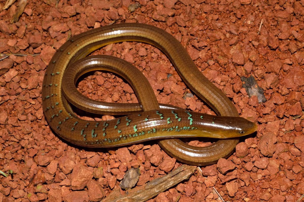 Là loài lớn nhất trong chi Ophisaurus, loài thằn lằn này có chiều dài từ mút mõm đến lỗ huyệt đạt đến 27 cm. Mặt bụng của chúng có màu vàng, mặt lưng nâu đó có các sọc trắng đen. Ảnh: iNaturalist.