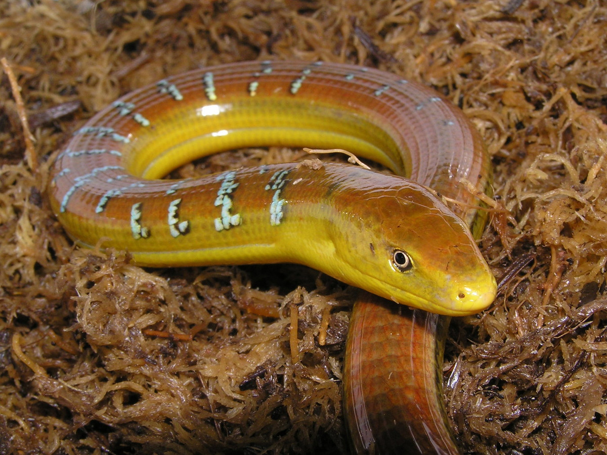 Ngoài Việt Nam, loài này chỉ phân bố trên một phạm vi hẹp ở Nam Trung Quốc và đảo Đài Loan. Ảnh: BioLib.cz.