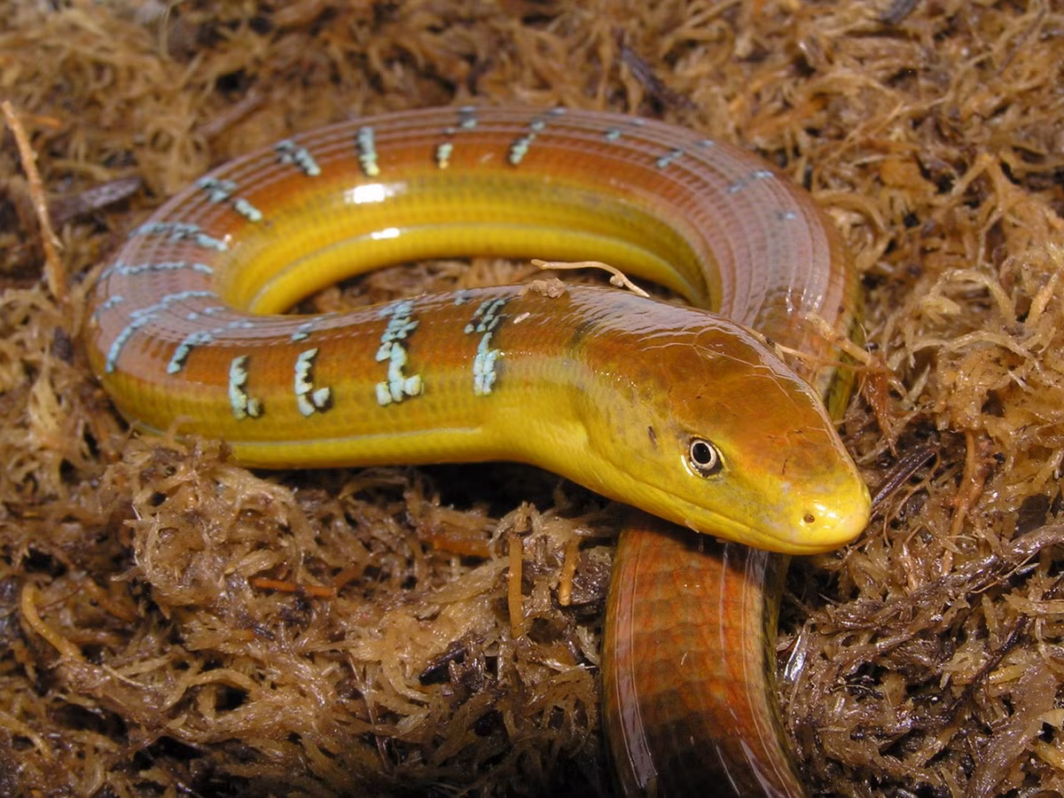 Ngoài Việt Nam, loài này chỉ phân bố trên một phạm vi hẹp ở Nam Trung Quốc và đảo Đài Loan. Ảnh: BioLib.cz.