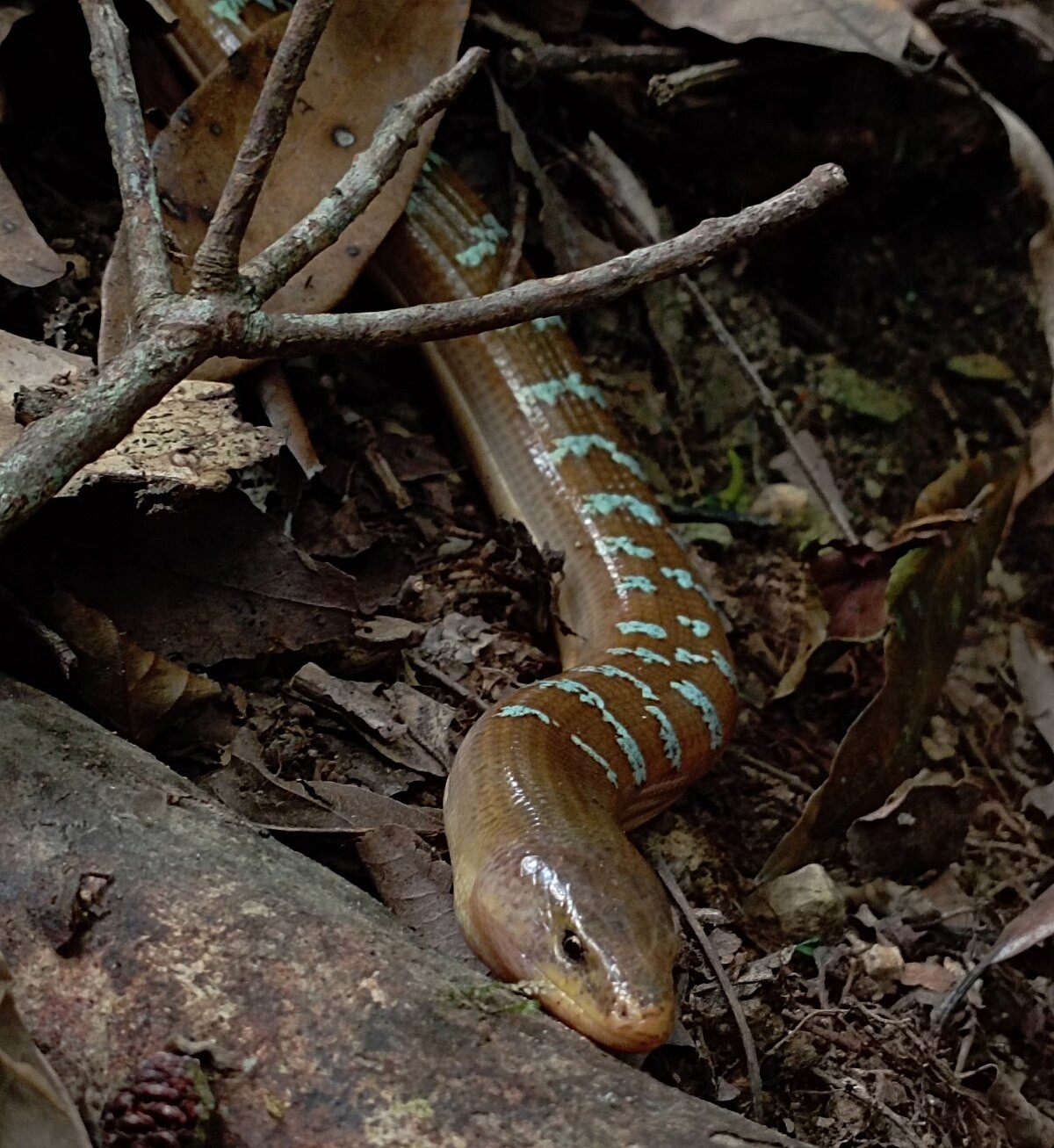 Chúng chui rúc trong lớp thảm mục thực vật dưới nền rừng, kẽ đá, hang đá ở các tầng cây thấp nơi các thảm mục thực vật dày, ẩm và hiếm khi được nhìn thấy. Ảnh: Wikipedia.