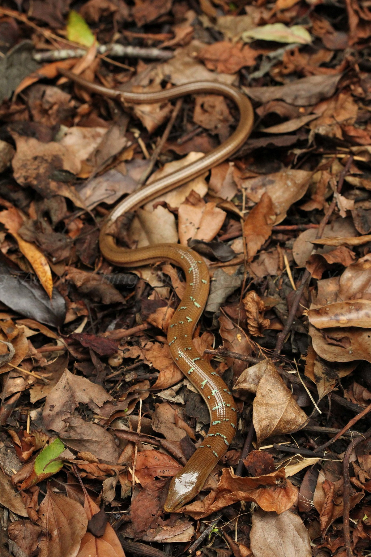 Về mặt sinh thái, thằn lằn rắn Hart sống ở vùng núi cao từ 1.000 mét trở lên, nơi có khí hậu lạnh, sương mù. Ảnh: iNaturalist.