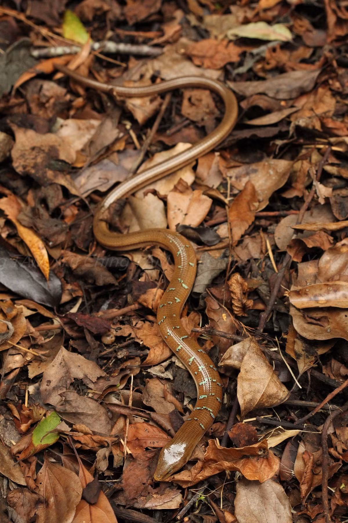 Về mặt sinh thái, thằn lằn rắn Hart sống ở vùng núi cao từ 1.000 mét trở lên, nơi có khí hậu lạnh, sương mù. Ảnh: iNaturalist.