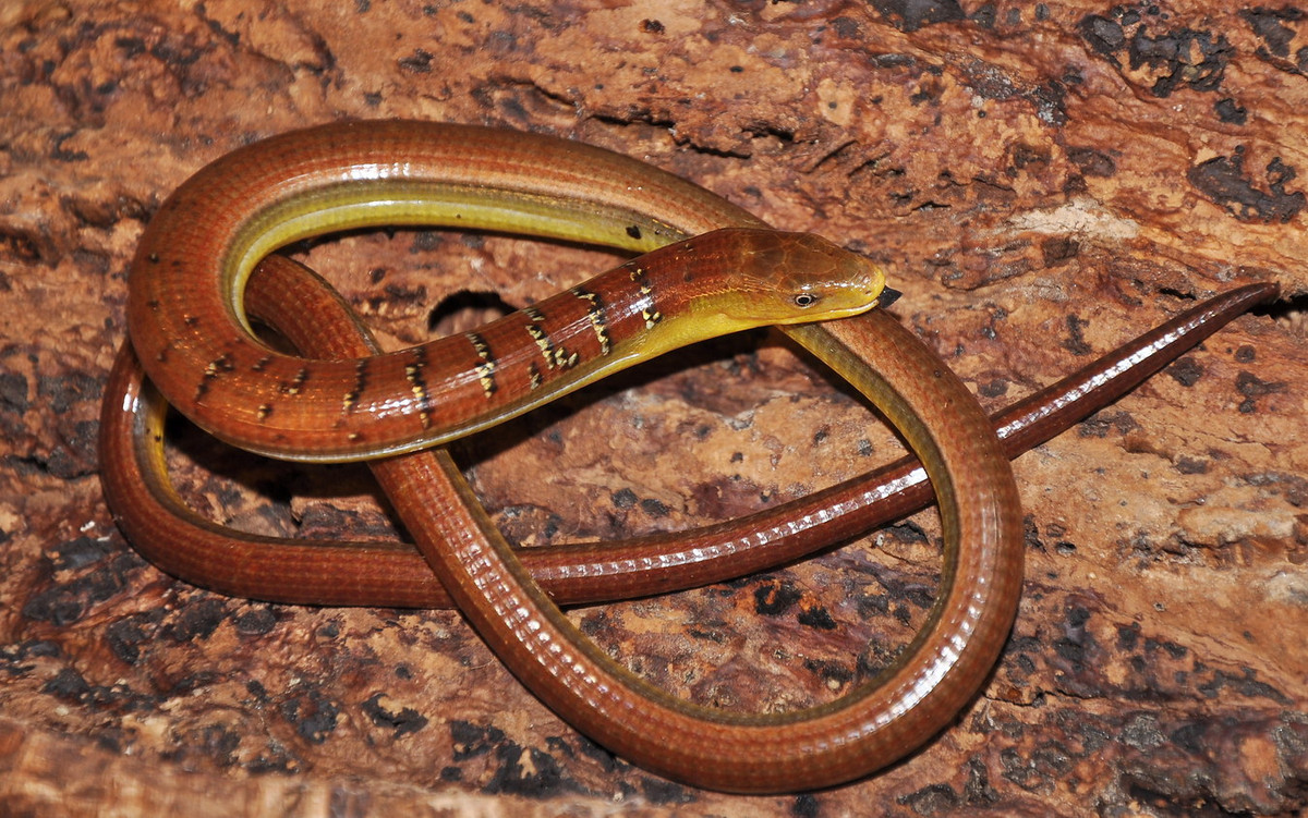  Thằn lằn rắn Hart (Dopasia harti) là một loài bò sát kỳ lạ thuộc họ Thằn lằn rắn (Anguidae), có khu vực phân bố ở Việt Nam. Ảnh: BioLib.cz.