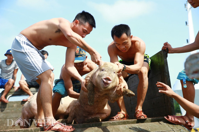 Chuyen ve anh linh nuoi “heo bi say song” o Truong Sa