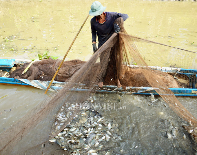 Keo moi tay hang chuc tan ca dong an Tet o 'tui ca' U Minh Ha
