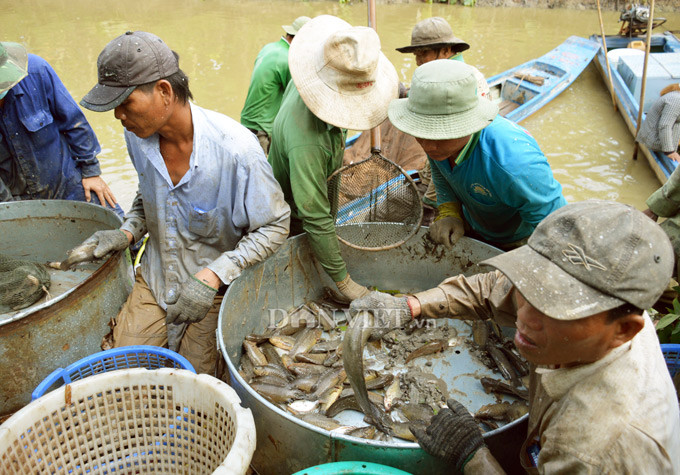 Keo moi tay hang chuc tan ca dong an Tet o 'tui ca' U Minh Ha-Hinh-3