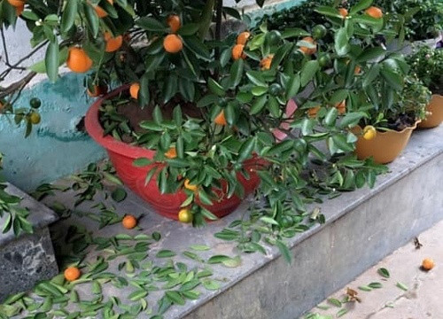 Chang trai khoc ngat khi mua quat duoc 2 hom thi la rung nhu sung