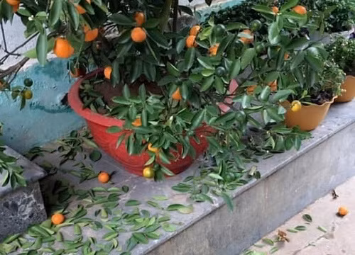 Chang trai khoc ngat khi mua quat duoc 2 hom thi la rung nhu sung