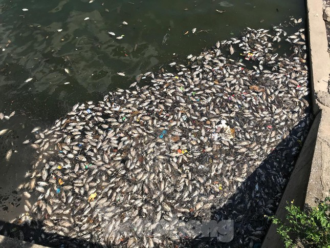 Tại khu vực cống nước, lượng cá chết dồn vào dày đặc. Ảnh: Trường Phong