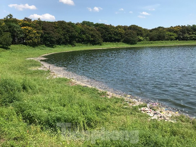 Dưới trời nắng nóng, lượng cá chết bốc mùi hôi thối khó chịu. Ảnh: Trường Phong