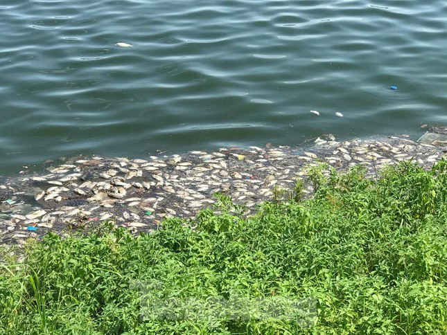 Đây không phải là lần đầu tiên hồ điều hoà Yên Sở xuất hiện tình trạng cá chết. Khoảng 1 năm trước, lượng cá chết tại đây rất nhiều. Ảnh: Trường Phong