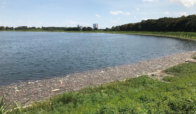 Một góc hồ Yên Sở nổi lên nhiều rác thải, trong đó có nhiều xác cá chết, có đoạn dài vài chục mét. Ảnh: Trường Phong