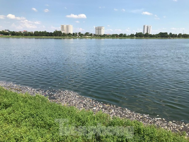 Lượng cá chết xuất hiện khá nhiều gây mùi hôi thối nồng nặc khiến nhiều người dân không dám ra tập thể dục thể thao quanh hồ nước. Ảnh: Trường Phong