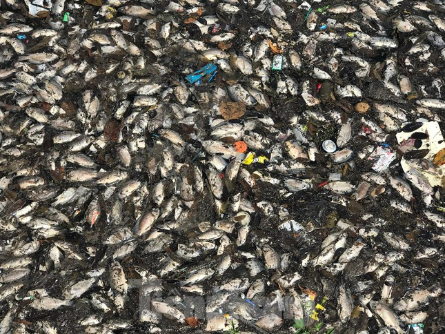 Số cá chết chủ yếu là cá rô phi. Cũng có một vài loại cá to khác. Ảnh: Trường Phong