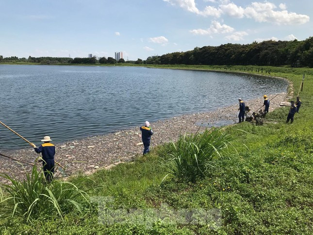 Ngày 27/6, gần chục công nhân đơn vị quản lý hồ tiến hành vớt rác và xác cá chết khỏi mặt hồ. Ảnh: Trường Phong
