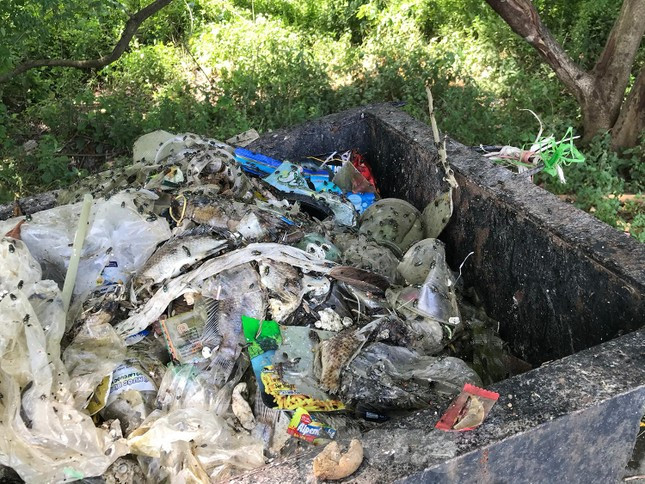 Một thùng rác đựng nhiều rác thải, trong đó có nhiều xác cá chết. Ảnh: Trường Phong