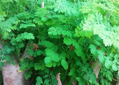 Những đối tượng tuyệt đối không nên ăn "thần dược" rau chùm ngây ảnh 1