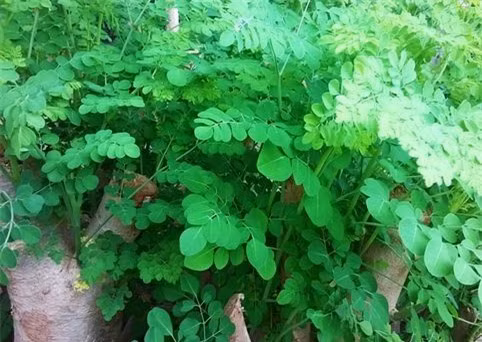 Những đối tượng tuyệt đối không nên ăn "thần dược" rau chùm ngây ảnh 1