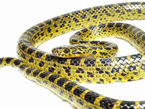 Danh hiệu "Ông vua tốc độ" thuộc về rắn lệch đầu kinh tuyến Dinodon meridionale. Con mồi khó có thể ngờ được tốc độ tấn công của loài này lại nhanh được đến thế.