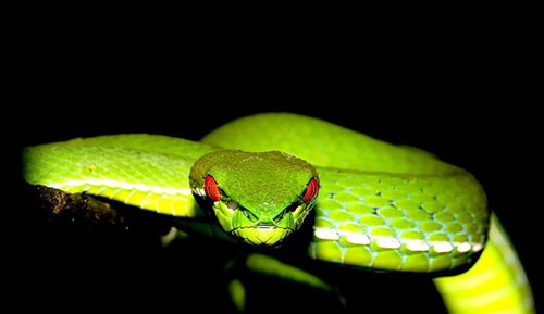 Nhà vô địch trong các loài rắn Việt Nam về khả năng giết người làrắn lục mắt đỏ. Chỉ cần một cú đớp, loài này có thể cướp đi mạng sống của những nạn nhân to lớn hơn nó nhiều lần.